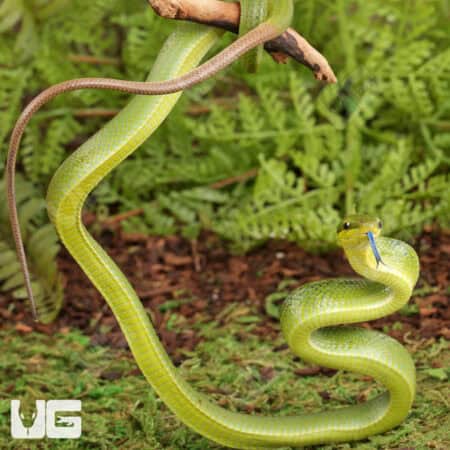 Baby Red Tailed Green Ratsnake For Sale - Underground Reptiles