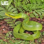 Baby Red Tailed Green Ratsnake For Sale - Underground Reptiles