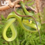 Baby Red Tailed Green Ratsnake For Sale - Underground Reptiles