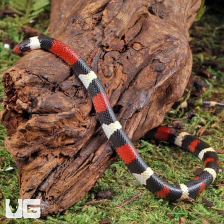 Scarlet Kingsnakes For Sale - Underground Reptiles