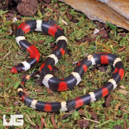 Scarlet Kingsnakes For Sale - Underground Reptiles