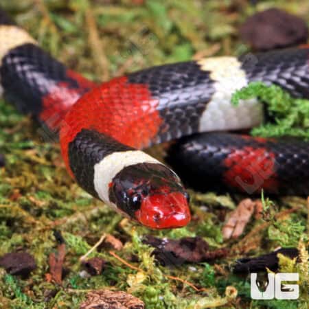 Scarlet Kingsnakes For Sale - Underground Reptiles
