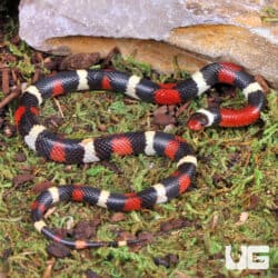 Scarlet Kingsnakes For Sale - Underground Reptiles