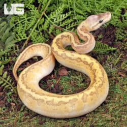 Baby Ball Pythons For Sale - Underground Reptiles