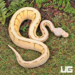 Baby Ball Pythons For Sale - Underground Reptiles