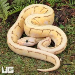 Baby Ball Pythons For Sale - Underground Reptiles