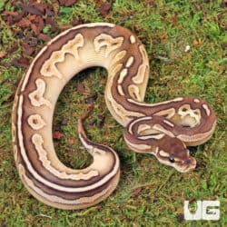 Baby Ball Pythons For Sale - Underground Reptiles