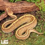 Baby Ball Pythons For Sale - Underground Reptiles