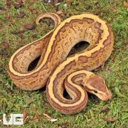 Baby Ball Pythons For Sale - Underground Reptiles