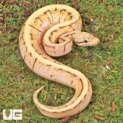 Baby Ball Pythons For Sale - Underground Reptiles