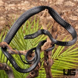 Black Tree Snake Pairs For Sale - Underground Reptiles