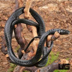 Black Tree Snake Pairs For Sale - Underground Reptiles