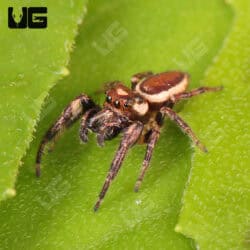 Bronze Jumping Spider For Sale - Underground Reptiles