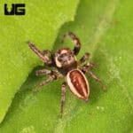 Bronze Jumping Spider For Sale - Underground Reptiles