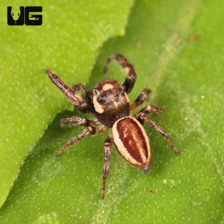 Bronze Jumping Spider For Sale - Underground Reptiles