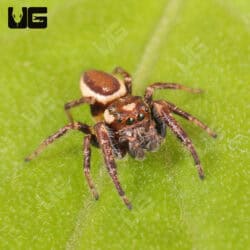 Bronze Jumping Spider For Sale - Underground Reptiles