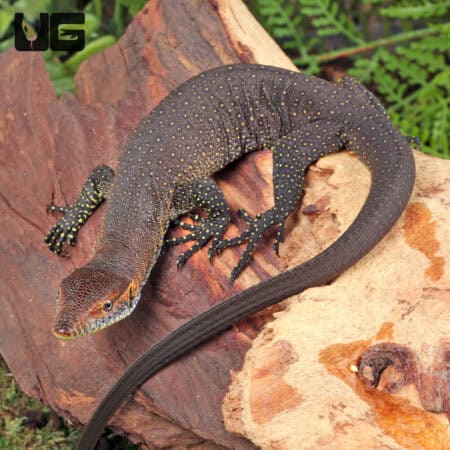 Baby Merten's Water Monitors For Sale - Underground Reptiles