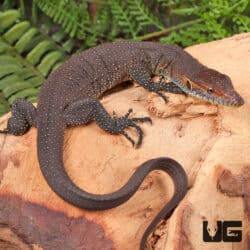 Baby Merten's Water Monitors For Sale - Underground Reptiles