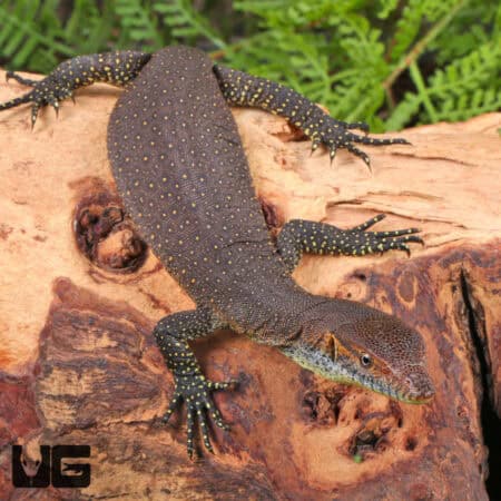 Baby Merten's Water Monitors For Sale - Underground Reptiles