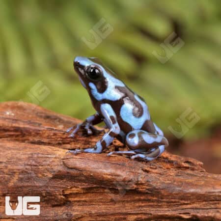 Super Blue Green Auratus Dart Frogs For Sale - Underground Reptiles