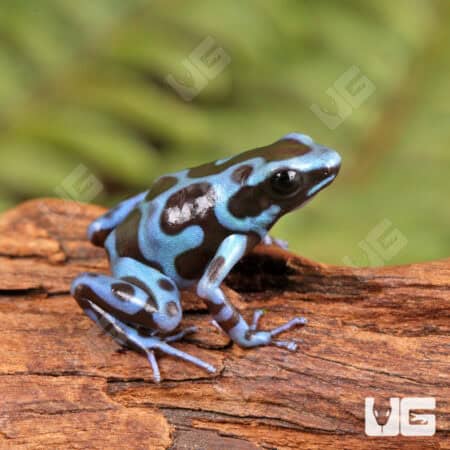 Super Blue Green Auratus Dart Frogs For Sale - Underground Reptiles