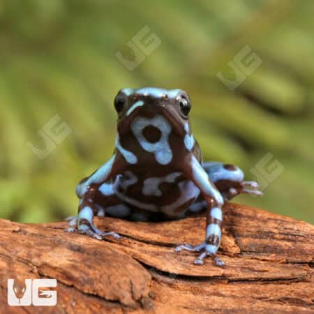 Super Blue Green Auratus Dart Frogs For Sale - Underground Reptiles