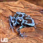 Super Blue Green Auratus Dart Frogs For Sale - Underground Reptiles