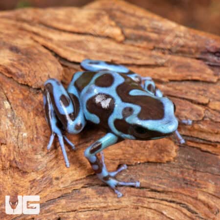 Super Blue Green Auratus Dart Frogs For Sale - Underground Reptiles