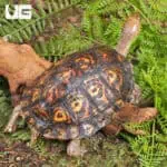 Central American Wood Turtles For Sale - Underground Reptiles