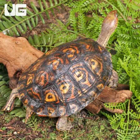 Central American Wood Turtles For Sale - Underground Reptiles