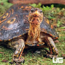 Central American Wood Turtles For Sale - Underground Reptiles