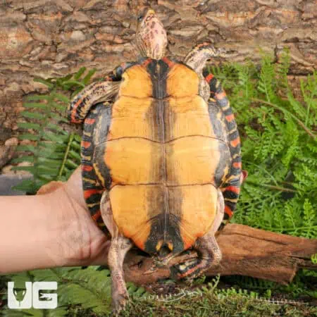 Central American Wood Turtles For Sale - Underground Reptiles