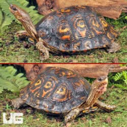 Central American Wood Turtles For Sale - Underground Reptiles