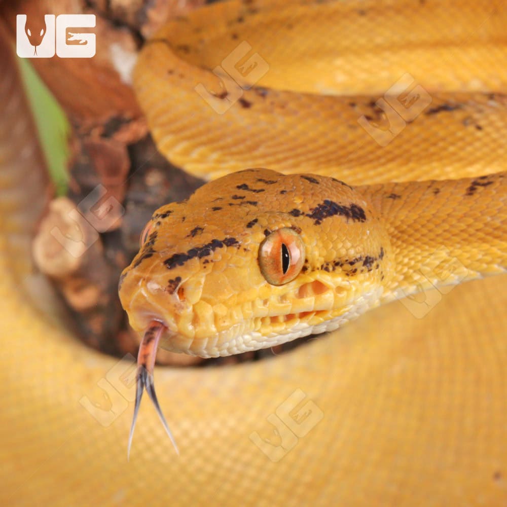 Colored Amazon Tree Boas For Sale - Underground Reptiles
