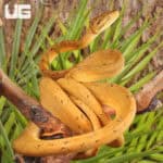 Colored Amazon Tree Boas For Sale - Underground Reptiles
