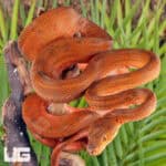 Colored Amazon Tree Boas For Sale - Underground Reptiles