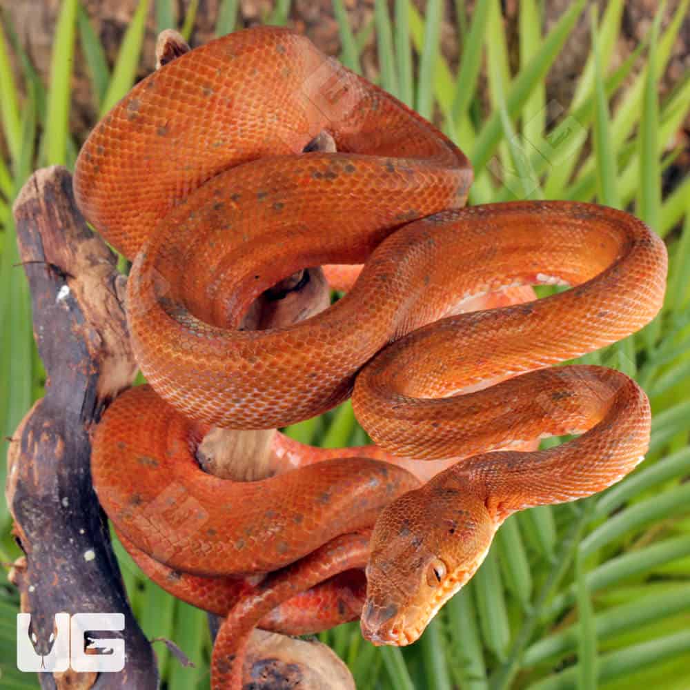 Colored Amazon Tree Boas For Sale - Underground Reptiles