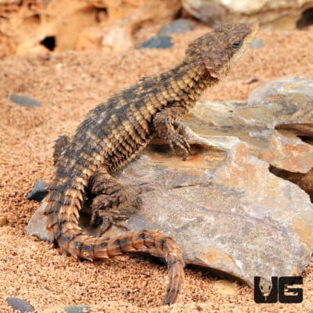 East African Armadillo Girdled Lizards (Cordylus Tropidosternum) For Sale - Underground Reptiles
