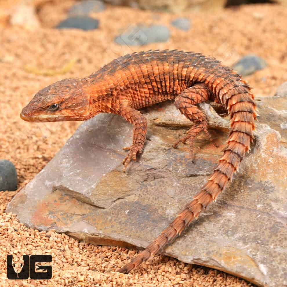 East African Armadillo Girdled Lizards (Cordylus Tropidosternum) For