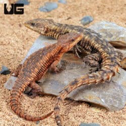 East African Armadillo Girdled Lizards (Cordylus Tropidosternum) For Sale - Underground Reptiles