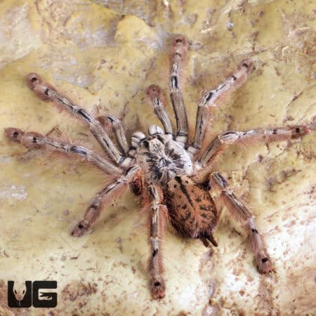 Featherleg Baboon Tarantula For Sale - Underground Reptiles