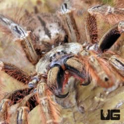 Featherleg Baboon Tarantula For Sale - Underground Reptiles