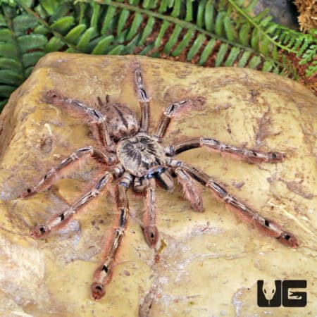 Featherleg Baboon Tarantula For Sale - Underground Reptiles