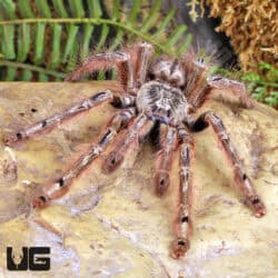 Featherleg Baboon Tarantula For Sale - Underground Reptiles