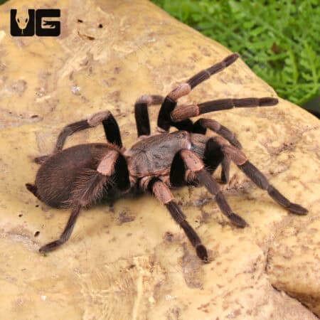 Female Himalayan Earth Tiger Tarantula (Haplocosmia himalayana) For Sale - Underground Reptiles