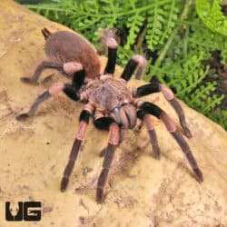 Female Himalayan Earth Tiger Tarantula (Haplocosmia himalayana) For Sale - Underground Reptiles