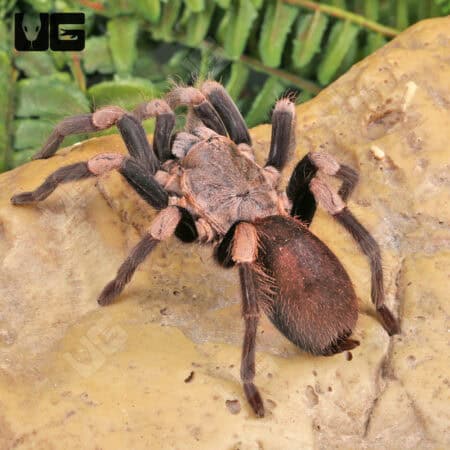 Female Himalayan Earth Tiger Tarantula (Haplocosmia himalayana) For Sale - Underground Reptiles