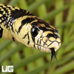 Nicaraguan Tiger Rat Snakes For Sale - Underground Reptiles