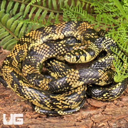 Nicaraguan Tiger Rat Snakes For Sale - Underground Reptiles