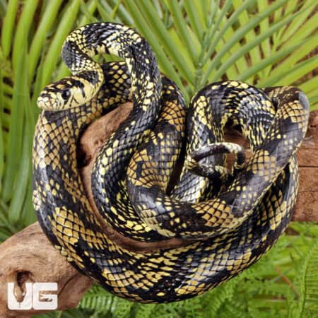 Nicaraguan Tiger Rat Snakes For Sale - Underground Reptiles